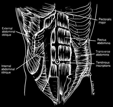 The Six pack Secrets